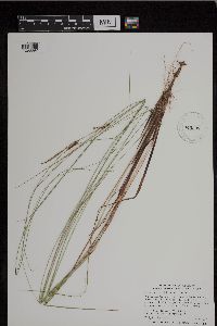 Carex lasiocarpa var. americana image