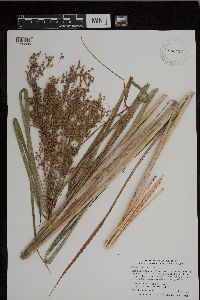 Scirpus pedicellatus image