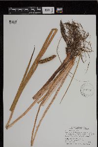 Acorus americanus image