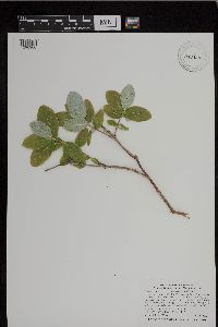 Lonicera dioica image