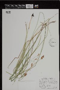 Carex bebbii image