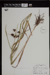Scirpus atrovirens image