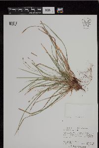 Carex pedunculata image