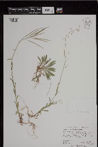 Arabis pycnocarpa image