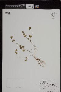 Cardamine pratensis image