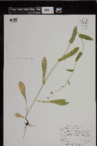 Erigeron philadelphicus var. philadelphicus image
