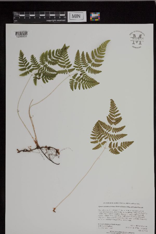 Gymnocarpium jessoense subsp. parvulum image