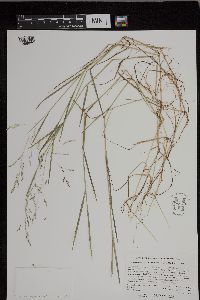 Torreyochloa pallida var. fernaldii image