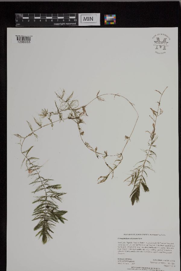 Ceratophyllum echinatum image