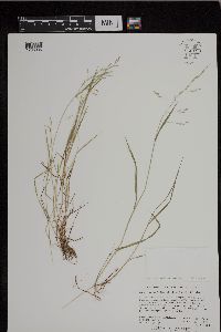Torreyochloa pallida var. fernaldii image