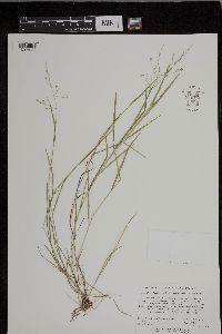Torreyochloa pallida var. fernaldii image