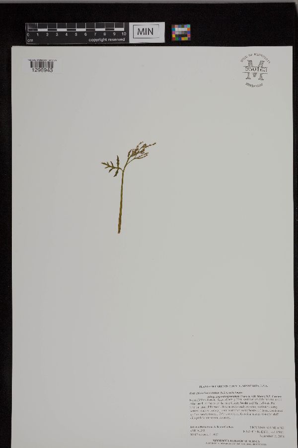 Botrychium angustisegmentum image