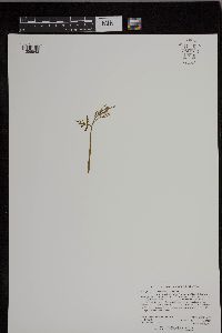 Botrychium lanceolatum image
