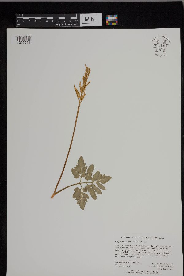 Sceptridium oneidense image