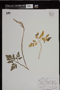 Sceptridium oneidense image