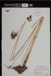 Schoenoplectus tabernaemontani image