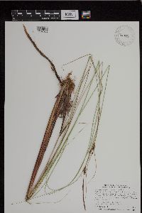 Carex lasiocarpa var. americana image