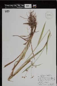 Scirpus atrovirens image
