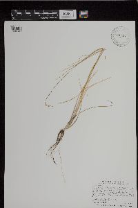 Triglochin palustris image