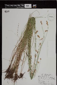 Carex scoparia image