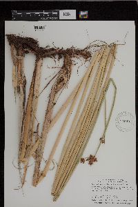 Schoenoplectus acutus image