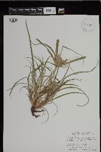 Cyperus esculentus image