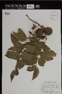 Juglans nigra image