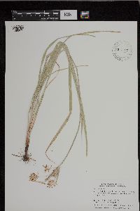 Cyperus esculentus image