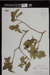 Viburnum lentago image
