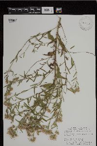 Brickellia eupatorioides image