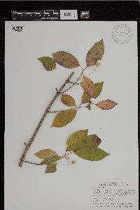 Euonymus atropurpureus image