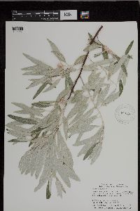 Image of Elaeagnus angustifolia