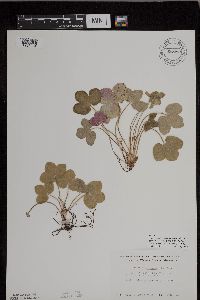 Anemone americana image