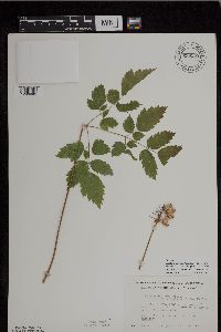 Actaea rubra image