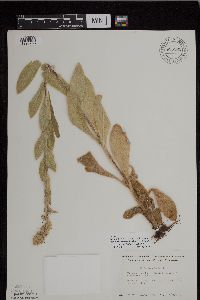 Verbascum thapsus image