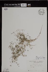 Galium trifidum subsp. trifidum image