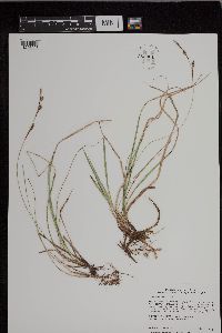 Carex richardsonii image