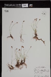 Carex duriuscula image
