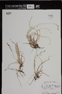 Carex richardsonii image