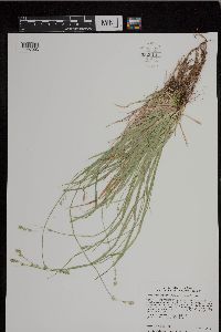 Carex deweyana var. deweyana image