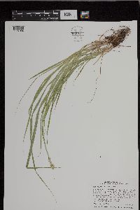 Carex cephaloidea image