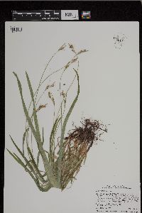 Carex hirtifolia image