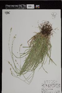 Carex deweyana var. deweyana image