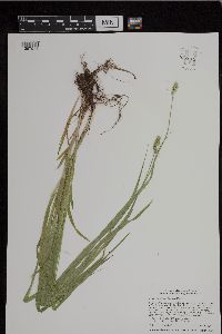 Carex cephaloidea image