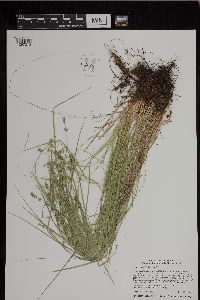 Carex rosea image