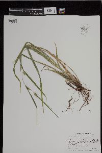 Carex grisea image