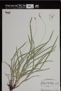 Carex hirtifolia image