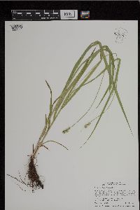 Carex cephaloidea image