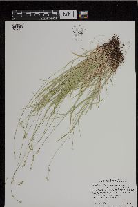 Carex deweyana var. deweyana image