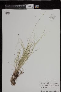 Carex radiata image